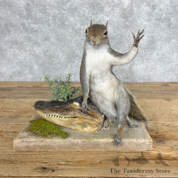 Novelty Grey Squirrel Mount For Sale #28633 @ The Taxidermy Store