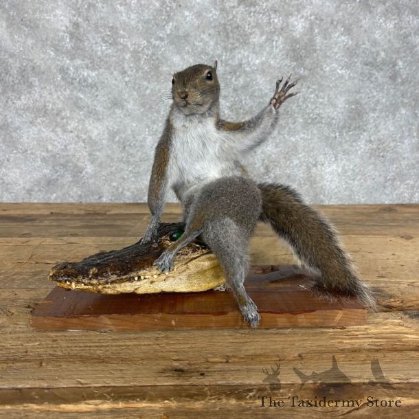 Novelty Grey Squirrel Mount For Sale #28634 @ The Taxidermy Store