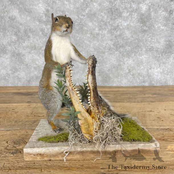 Novelty Grey Squirrel Mount For Sale #28635 @ The Taxidermy Store