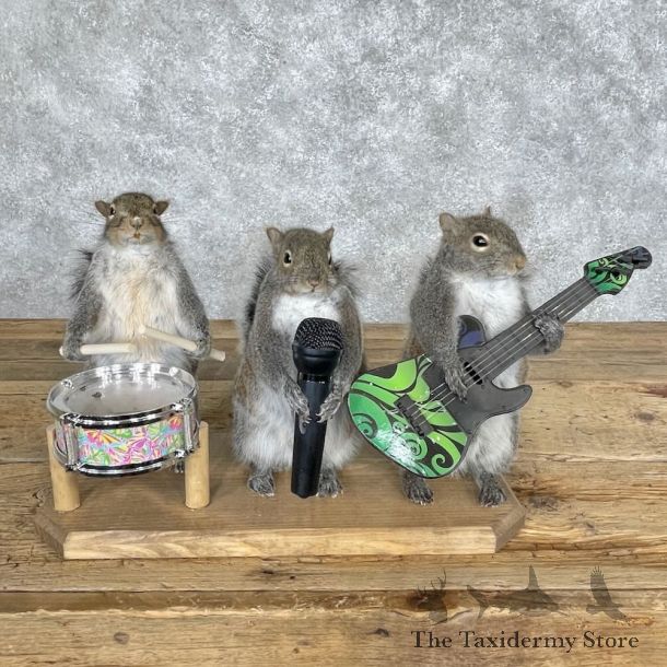 Novelty Grey Squirrel Mount For Sale #28636 @ The Taxidermy Store