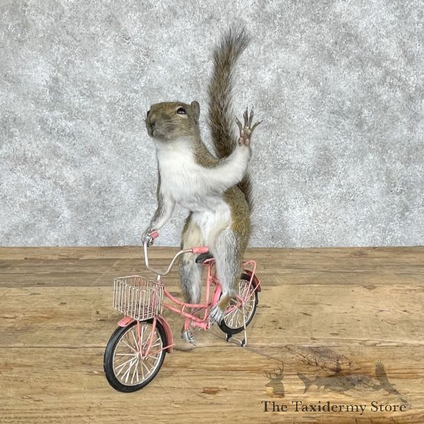 Novelty Grey Squirrel Mount For Sale #28652 @ The Taxidermy Store