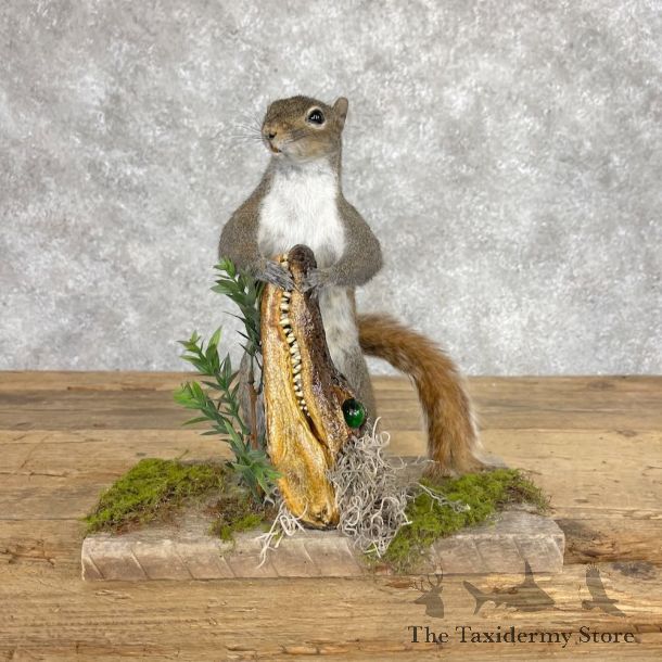 Novelty Grey Squirrel Mount For Sale #28661 @ The Taxidermy Store