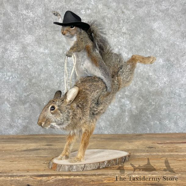 Novelty Grey Squirrel & Rabbit Mount For Sale #27367 @ The Taxidermy Store