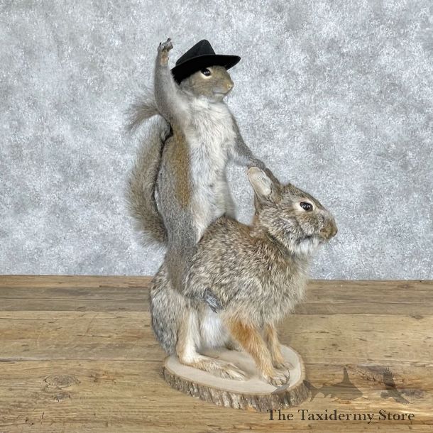 Novelty Grey Squirrel & Rabbit Mount For Sale #28653 @ The Taxidermy Store