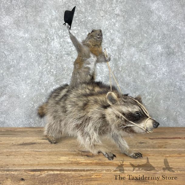 Novelty Grey Squirrel & Raccoon Mount For Sale #26963 @ The Taxidermy Store
