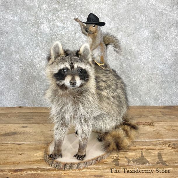 Novelty Grey Squirrel & Raccoon Mount For Sale #27196 @ The Taxidermy Store