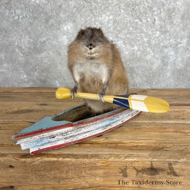 Novelty Muskrat Mount For Sale #28048 @ The Taxidermy Store