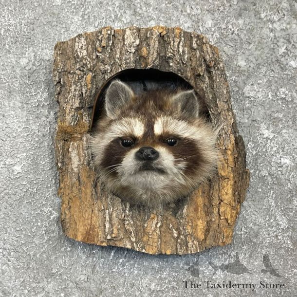 Novelty Raccoon Cave Scene Mount For Sale #27396 @ The Taxidermy Store