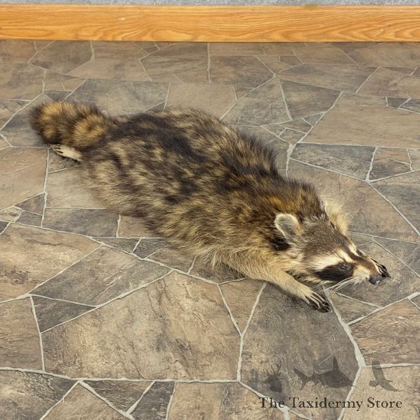 Novelty Raccoon Life-Size Mount For Sale #21300 @ The Taxidermy Store