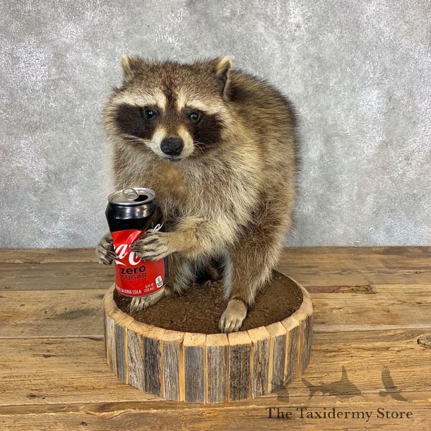 Novelty Raccoon Mount For Sale #21312 @ The Taxidermy Store