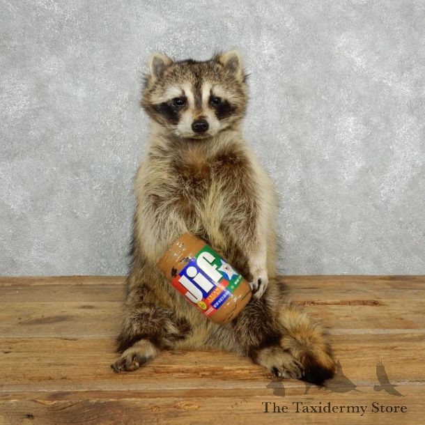 Novelty Raccoon Mount For Sale #18142 @ The Taxidermy Store