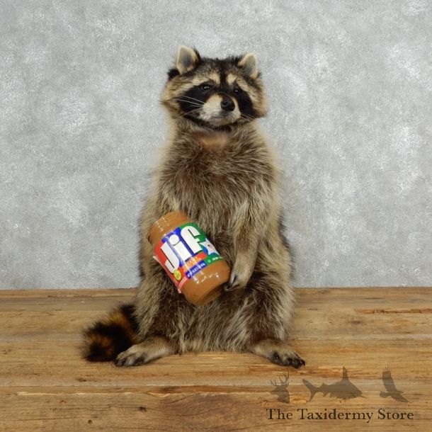 Novelty Raccoon Mount For Sale #18143 @ The Taxidermy Store
