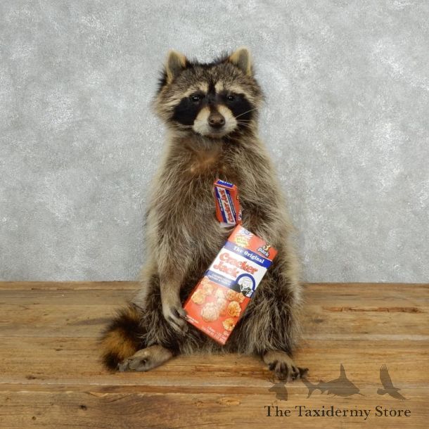 Novelty Raccoon Mount For Sale #18144 @ The Taxidermy Store