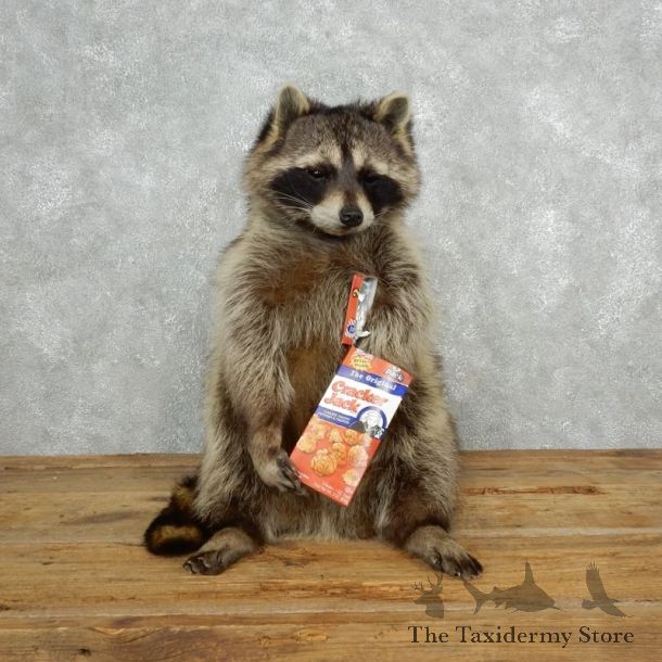 Novelty Raccoon Mount For Sale #18145 @ The Taxidermy Store