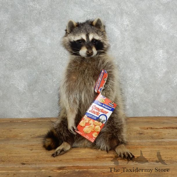 Novelty Raccoon Mount For Sale #18146 @ The Taxidermy Store
