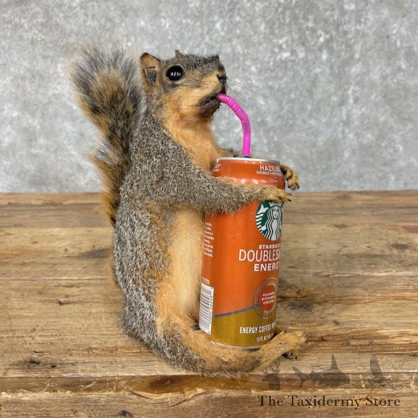 Novelty Squirrel Life-Size Mount For Sale #25228 @ The Taxidermy Store