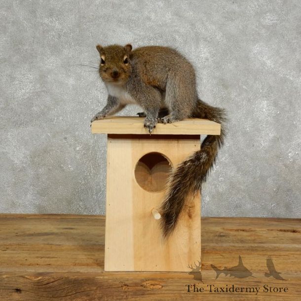Squirrel & Birdhouse Mount For Sale #17733 @ The Taxidermy Store