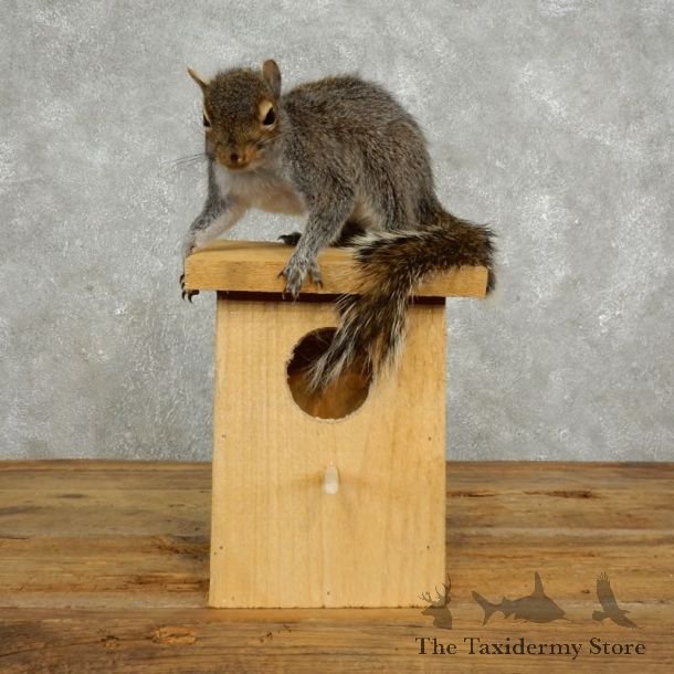 Squirrel & Birdhouse Mount For Sale #17734 @ The Taxidermy Store