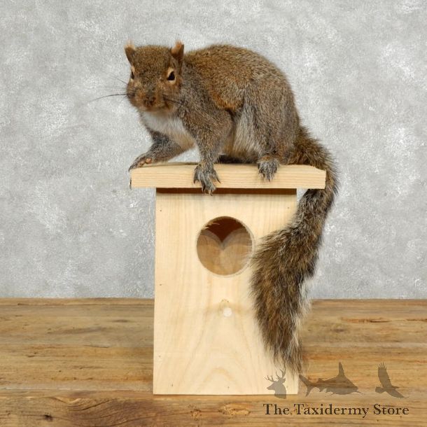 Squirrel & Birdhouse Mount For Sale #17735 @ The Taxidermy Store