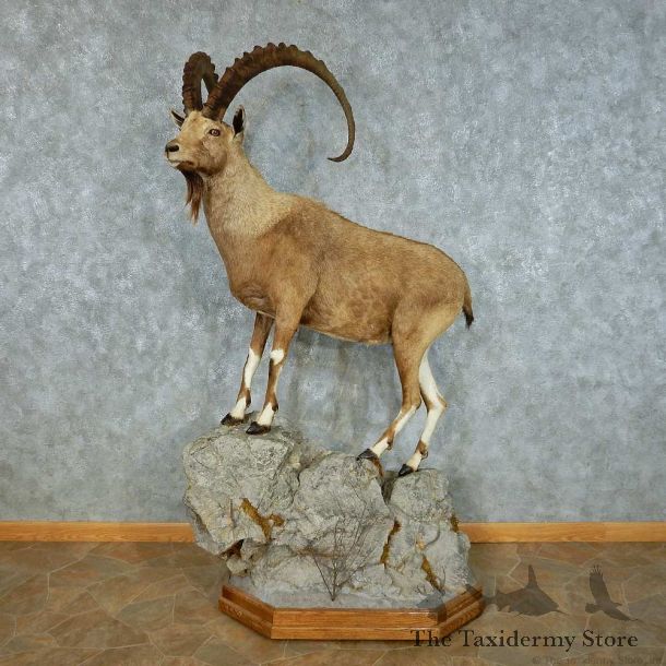 Nubian Ibex Life Size Mount #13460 For Sale @ The Taxidermy Store