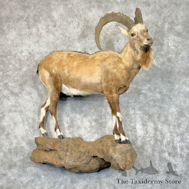 Nubian Ibex Life Size Mount For Sale #28844 @ The Taxidermy Store
