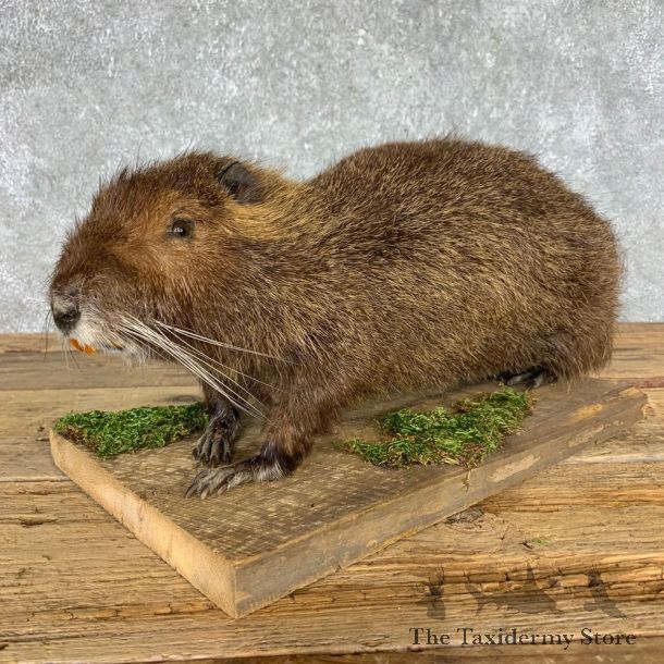 Nutria Life Size Taxidermy Mount #21424 For Sale @ The Taxidermy Store