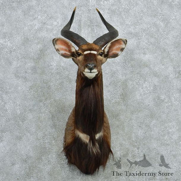 African Nyala Shoulder Taxidermy Mount #12974 For Sale @ The Taxidermy Store