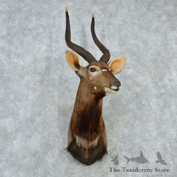 African Nyala Shoulder Taxidermy Mount #12984 For Sale @ The Taxidermy Store