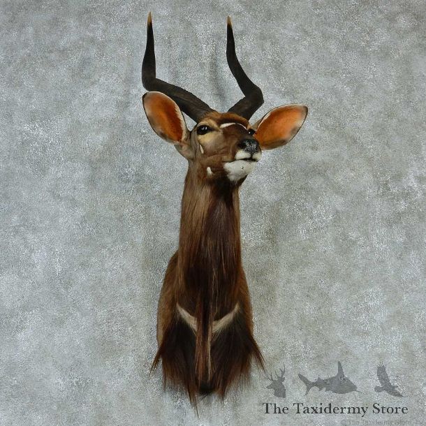 African Nyala Shoulder Taxidermy Mount #13228 For Sale @ The Taxidermy Store