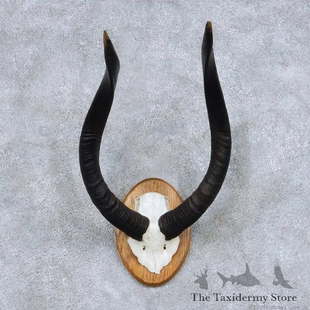 Nyala Skull Cap & Horns Taxidermy Mount #13838 For Sale @ The Taxidermy Store