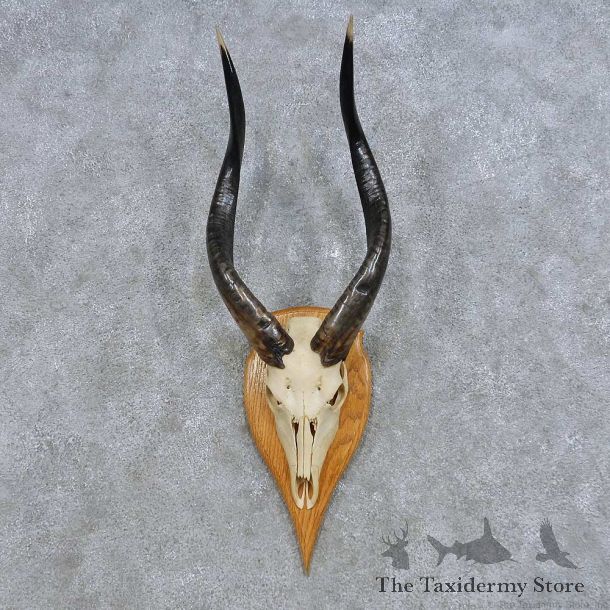 Nyala Skull & Horns European Mount For Sale #14619 @ The Taxidermy Store