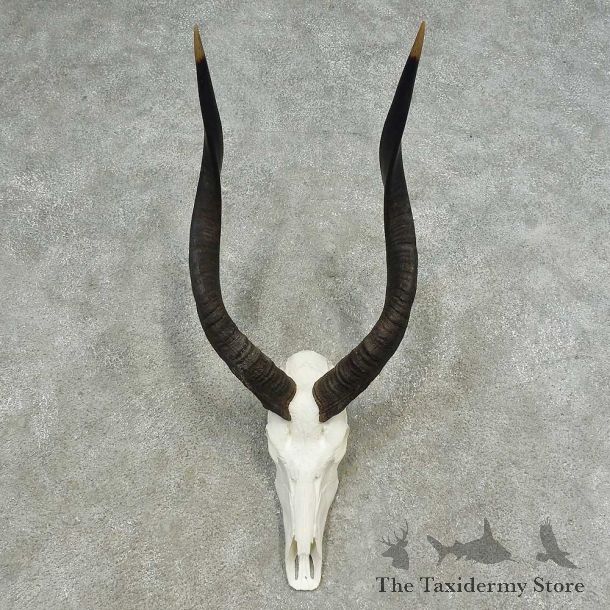 African Nyala Skull European Mount For Sale #16629 @ The Taxidermy Store