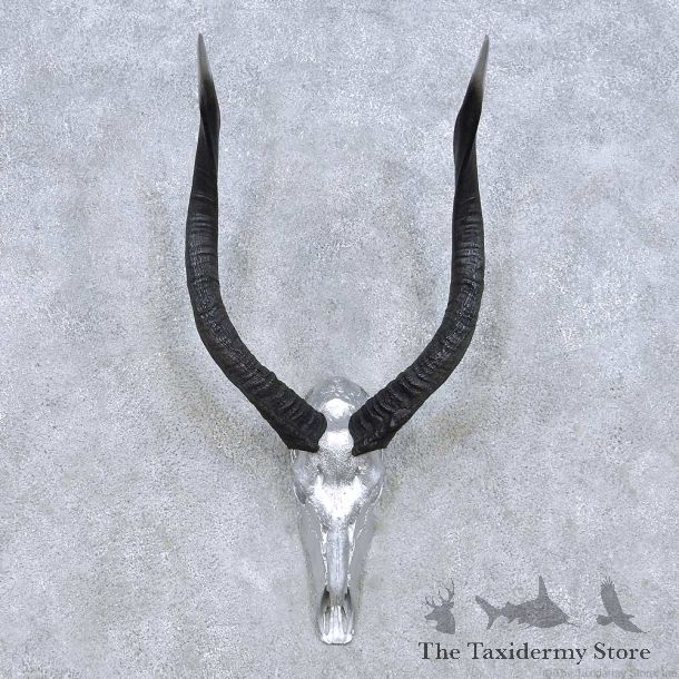 African Nyala Skull Horn Taxidermy Mount For Sale #13987 @ The Taxidermy Store
