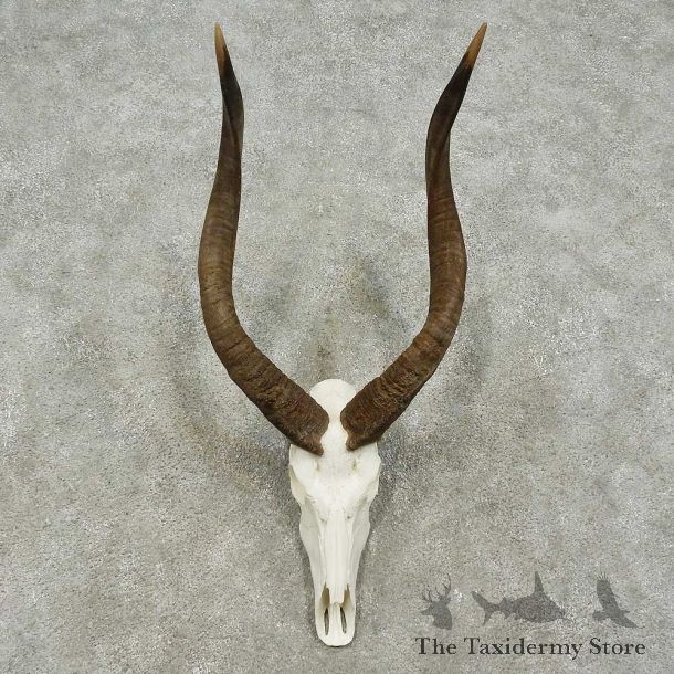 Nyala Skull & Horn European Mount For Sale #15765 @ The Taxidermy Store