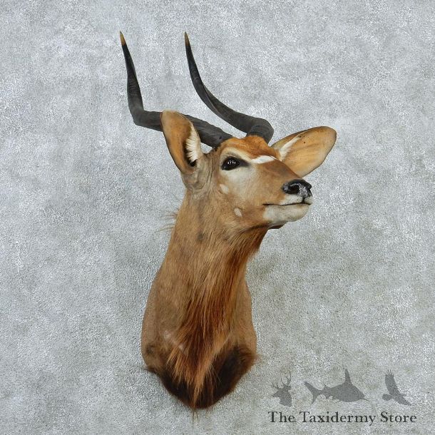 African Nyala Taxidermy Shoulder Mount #12887 For Sale @ The Taxidermy Store