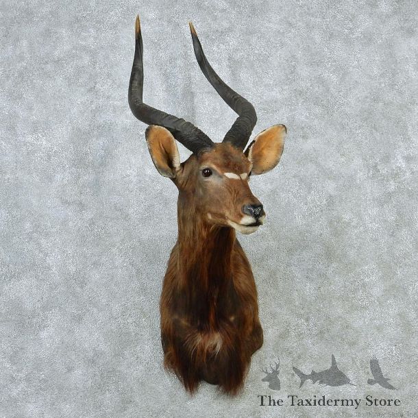 African Nyala Taxidermy Shoulder Mount #12889 For Sale @ The Taxidermy Store