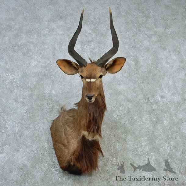 African Nyala Taxidermy Shoulder Mount #12891 For Sale @ The Taxidermy Store