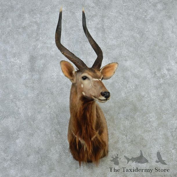 African Nyala Taxidermy Shoulder Mount #12892 For Sale @ The Taxidermy Store