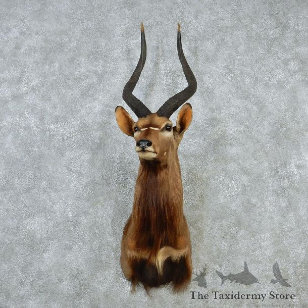 African Nyala Taxidermy Shoulder Mount #12894 For Sale @ The Taxidermy Store