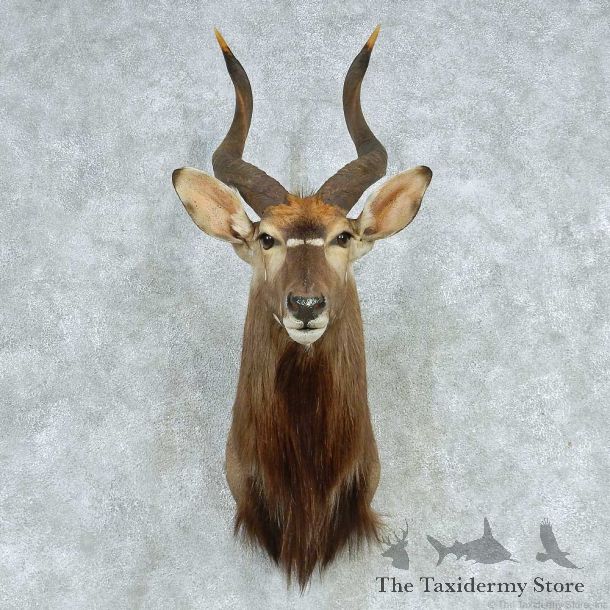 African Nyala Shoulder Mount #13637 For Sale @ The Taxidermy Store