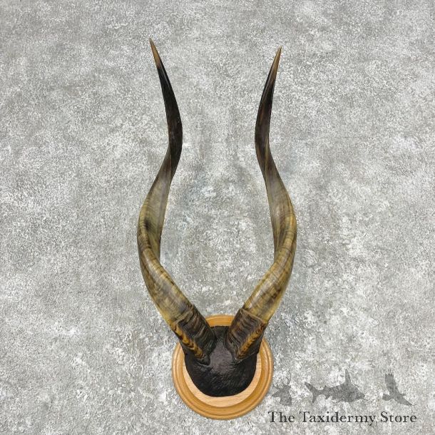 Nyala Horn Plaque Mount For Sale #26858 @ The Taxidermy Store