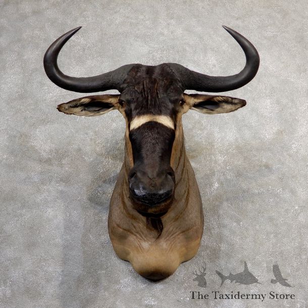 Nyasa Wildebeest Shoulder Mount For Sale #19054 - The Taxidermy Store