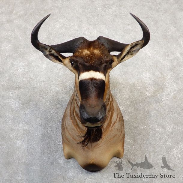 Nyasa Wildebeest Shoulder Mount For Sale #20038 - The Taxidermy Store