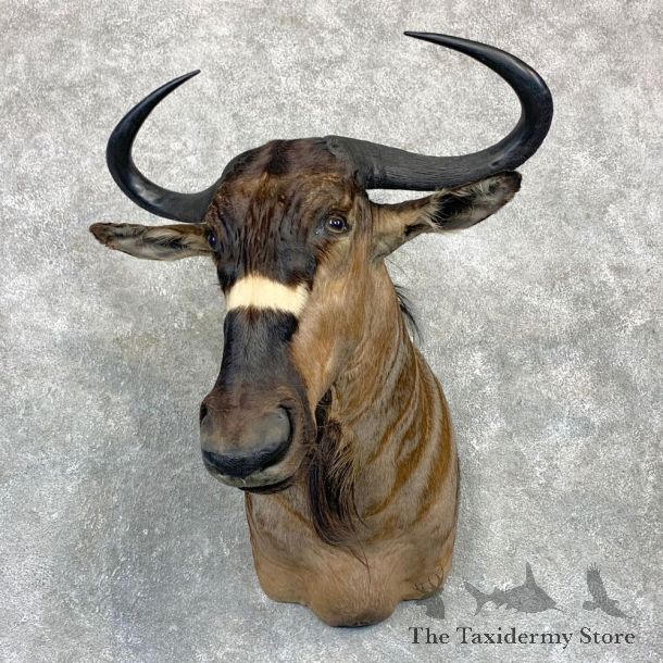 Nyasa Wildebeest Shoulder Mount For Sale #23137 - The Taxidermy Store