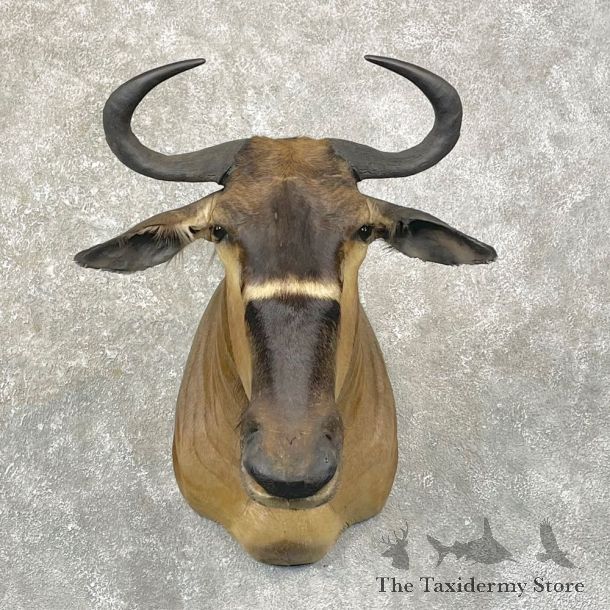 Nyasa Wildebeest Shoulder Mount For Sale #24760 - The Taxidermy Store