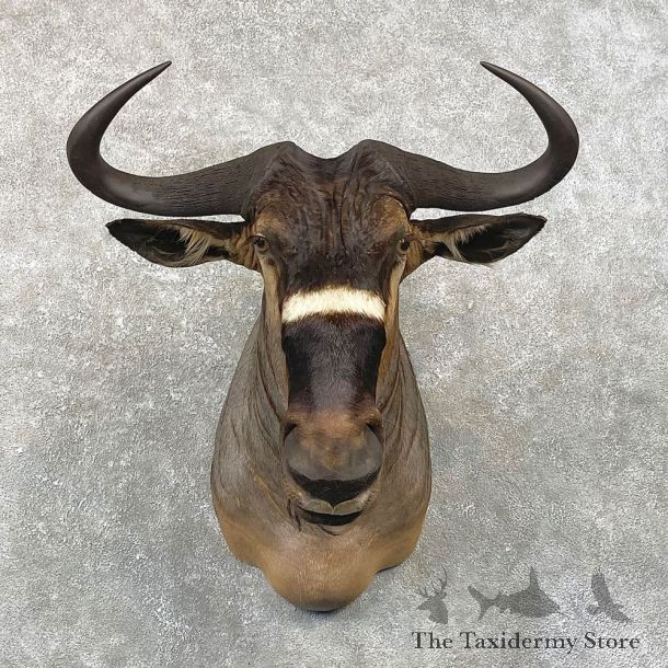 Nyasa Wildebeest Shoulder Mount For Sale #24762 - The Taxidermy Store