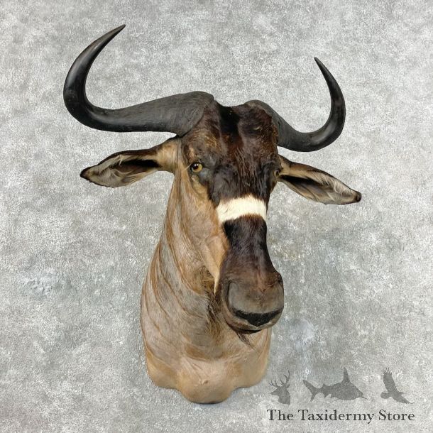 Nyasa Wildebeest Shoulder Mount For Sale #26825 - The Taxidermy Store