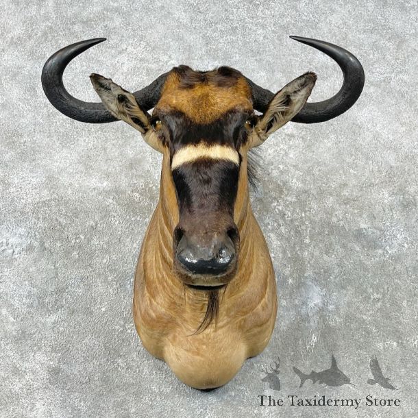 Nyasa Wildebeest Shoulder Mount For Sale #26836 - The Taxidermy Store