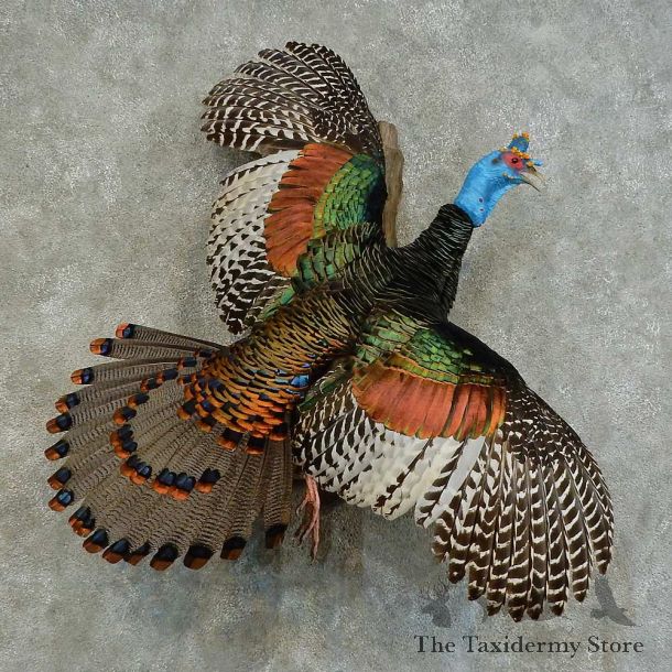 Ocellated Turkey Bird Mount For Sale #16335 @ The Taxidermy Store
