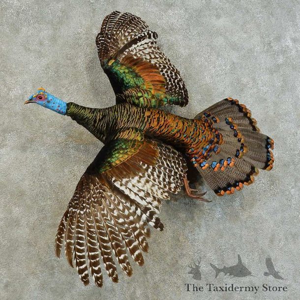 Ocellated Turkey Bird Mount For Sale #16341 @ The Taxidermy Store